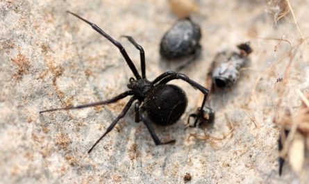 ¿Qué significa soñar con una araña negra?