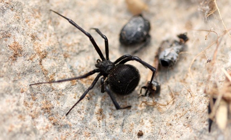 ¿Qué significa soñar con una araña negra?