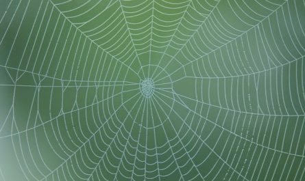 ¿Qué significa soñar con una telaraña?