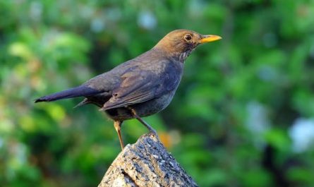 ¿Qué significa soñar con un pájaro negro?