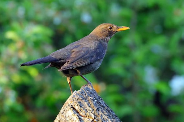 ¿Qué significa soñar con un pájaro negro?