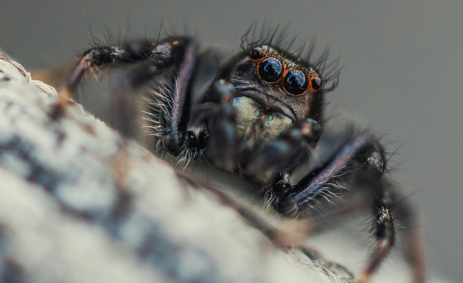 ¿Qué significa soñar con la picadura de una araña?