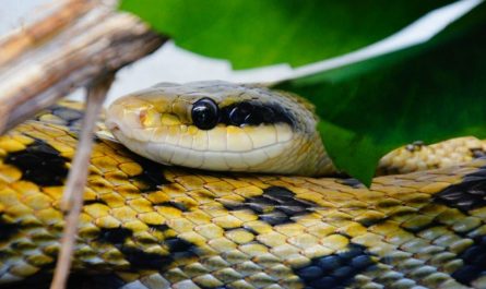¿Qué significa soñar con la mordedura de una serpiente?