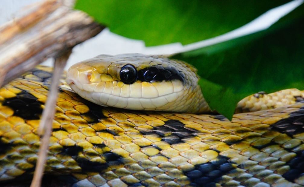 ¿Qué significa soñar con la mordedura de una serpiente?