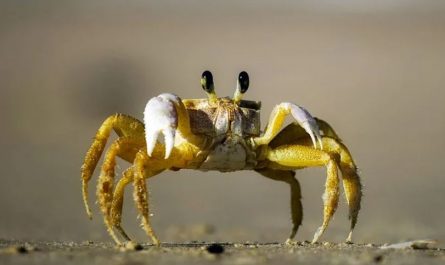 ¿Qué significa soñar con cangrejos?