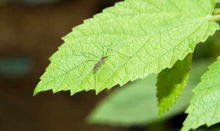 ¿Qué significa soñar con mosquitos?