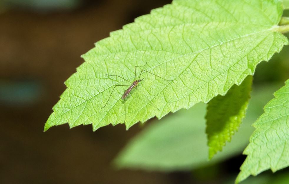 ¿Qué significa soñar con mosquitos?