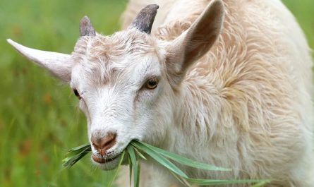 ¿Qué significa soñar con una cabra?