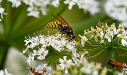 ¿Qué significa soñar con avispas?