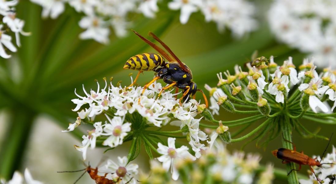 ¿Qué significa soñar con avispas?