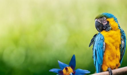 ¿Qué significa soñar con un loro?