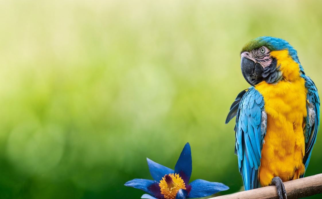 ¿Qué significa soñar con un loro?