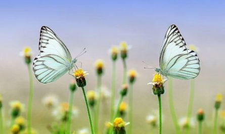 ¿Qué significa soñar con mariposas?
