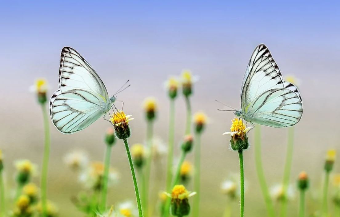¿Qué significa soñar con mariposas?