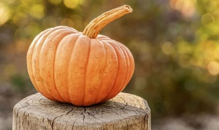 ¿Qué significa soñar con calabazas?