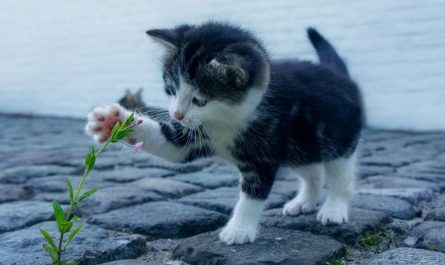 ¿Qué significa soñar con un gato muerto?