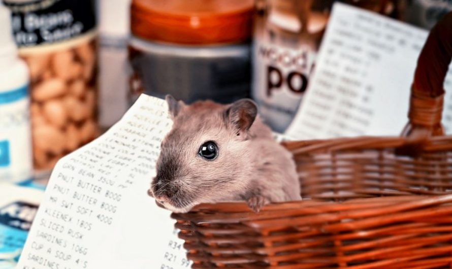 ¿Qué significa soñar con hámsteres?