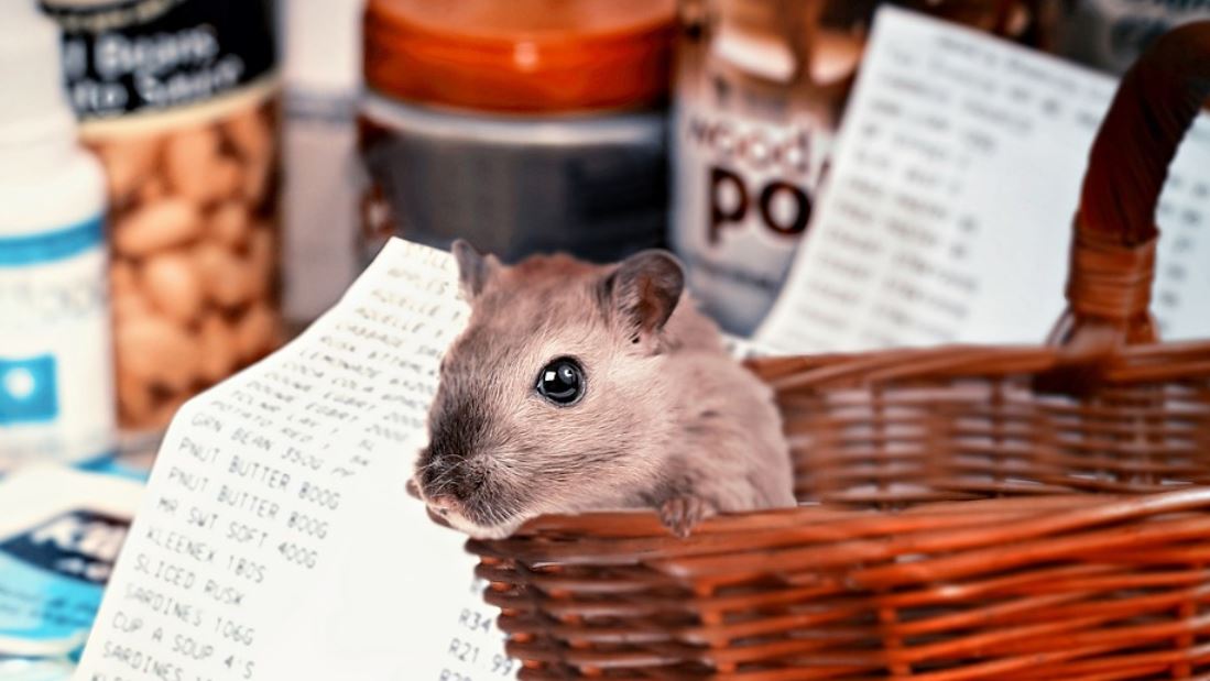 ¿Qué significa soñar con hámsteres?