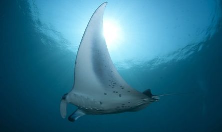 ¿Qué significa soñar con una raya?