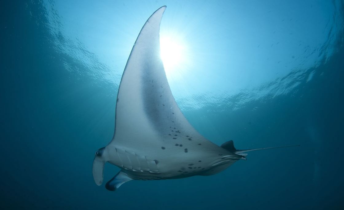 ¿Qué significa soñar con una raya?