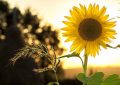 ¿Qué significa soñar con girasoles?
