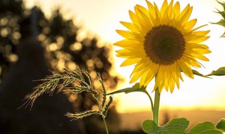 ¿Qué significa soñar con girasoles?