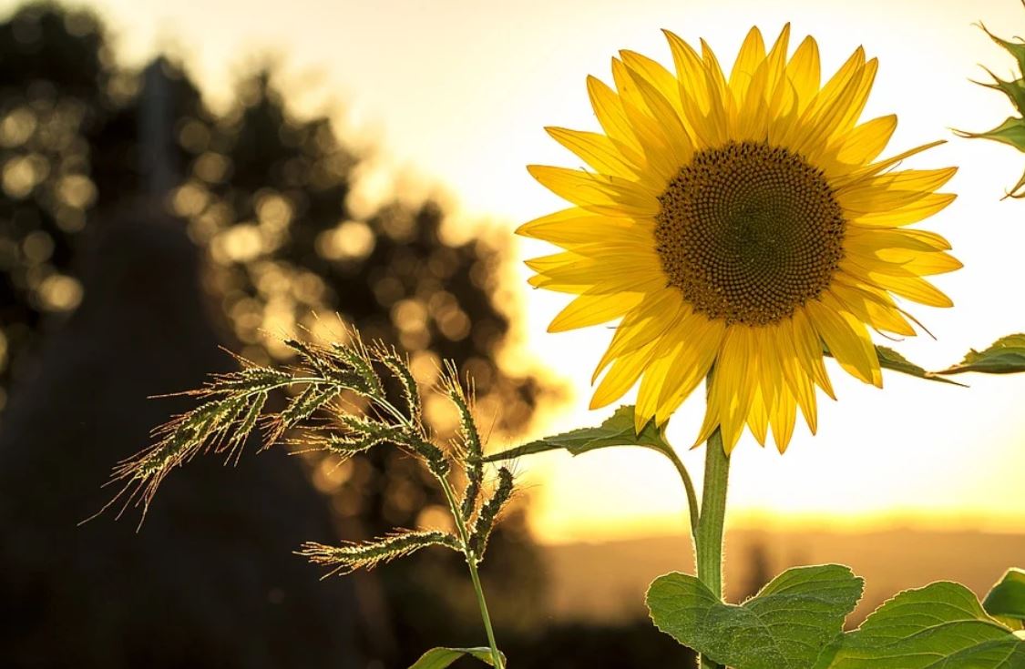 ¿Qué significa soñar con girasoles?