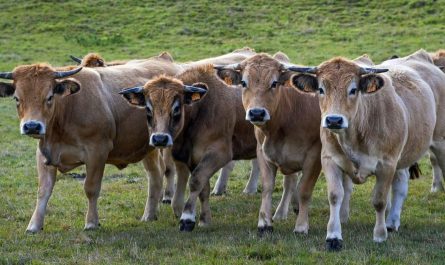 ¿Qué significa soñar con vacas?