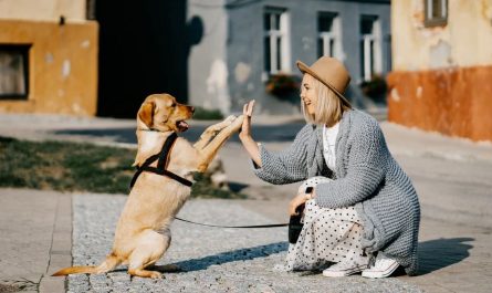 ¿Qué significa soñar con un perro muerto?