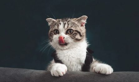 ¿Qué significa soñar con un gatito?