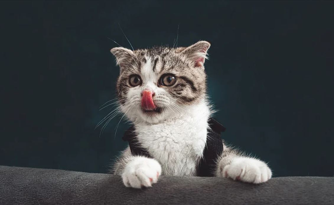 ¿Qué significa soñar con un gatito?