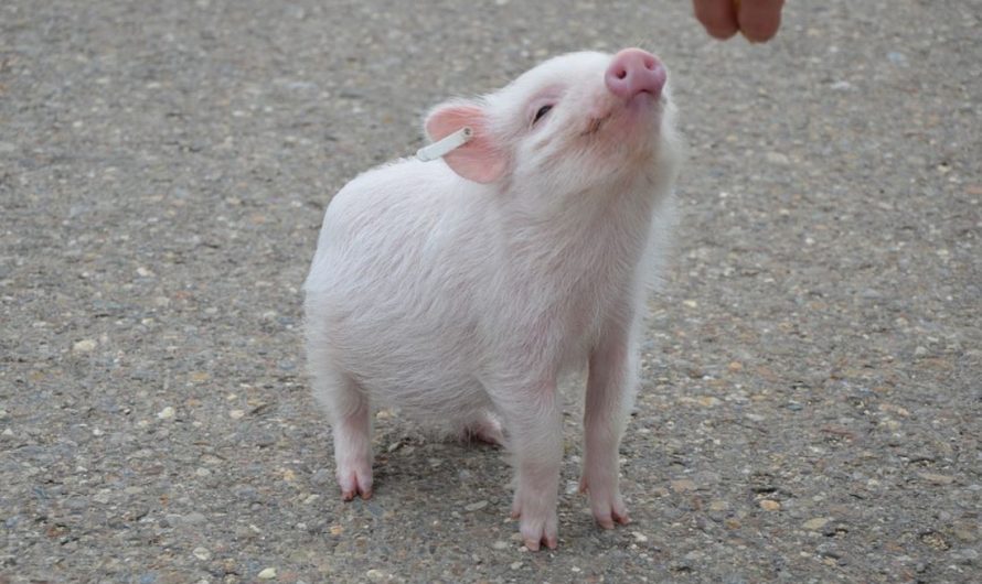 ¿Qué significa soñar con cerdos?