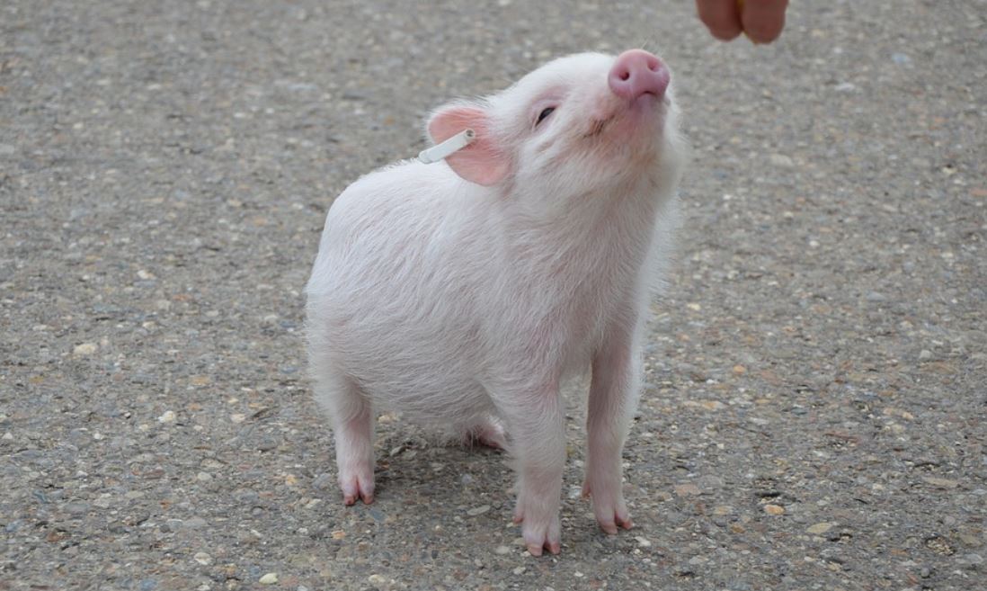 ¿Qué significa soñar con cerdos?