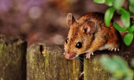 ¿Qué significa soñar con la mordedura de una rata?