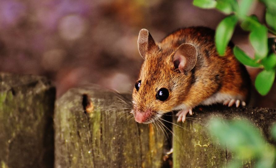 ¿Qué significa soñar con la mordedura de una rata?