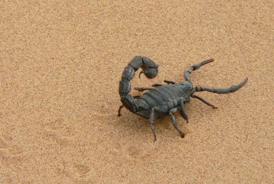 ¿Qué significa soñar con escorpiones?