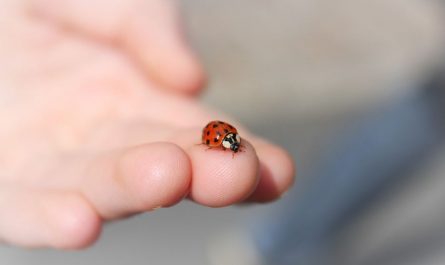 ¿Qué significa soñar con insectos?
