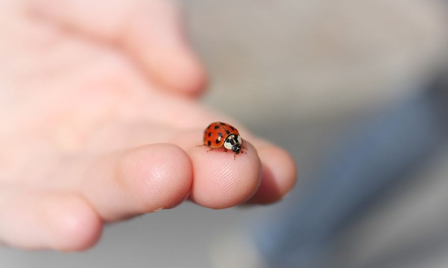 ¿Qué significa soñar con insectos?