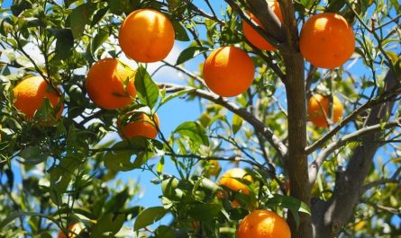 ¿Qué significa soñar con naranjas?