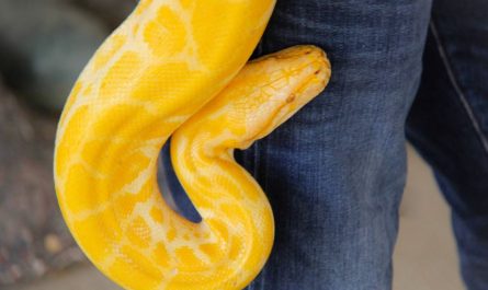 ¿Qué significa soñar con una serpiente amarilla?