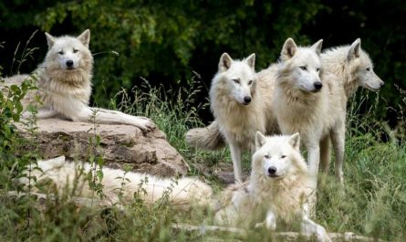 ¿Qué significa soñar con lobos?
