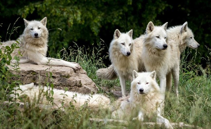 ¿Qué significa soñar con lobos?