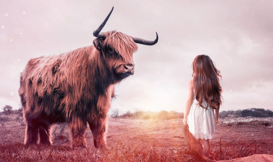 ¿Qué significa soñar con un toro?