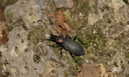 ¿Qué significa soñar con escarabajos?