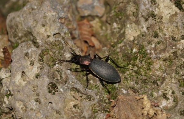 ¿Qué significa soñar con escarabajos?