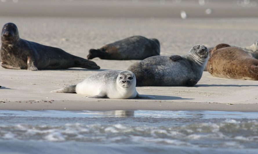 ¿Qué significa soñar con una foca?