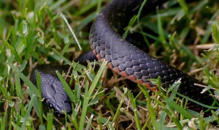¿Qué significa soñar con una serpiente negra?