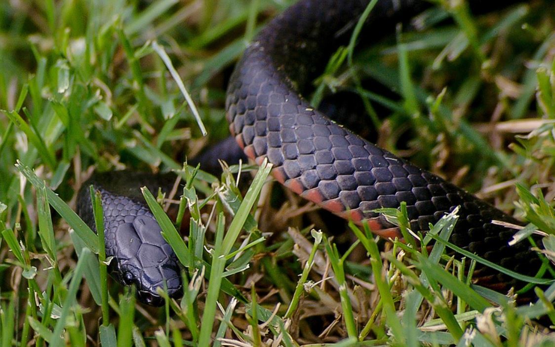 ¿Qué significa soñar con una serpiente negra?