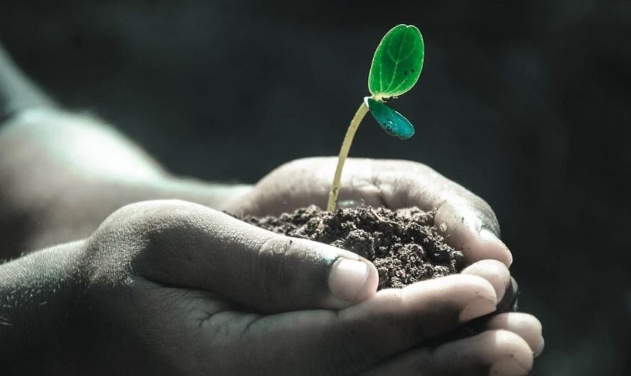 ¿Qué significa soñar con plantas?