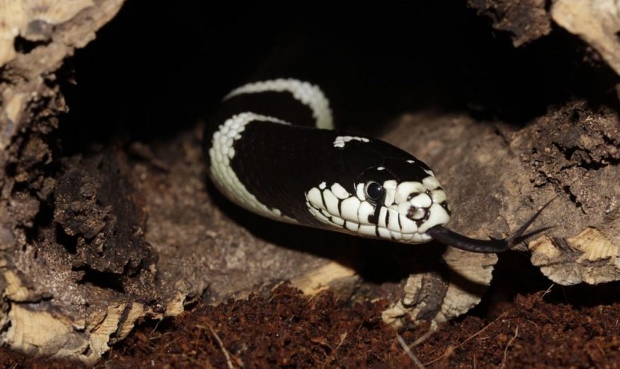 ¿Qué significa soñar con la cabeza de una serpiente?